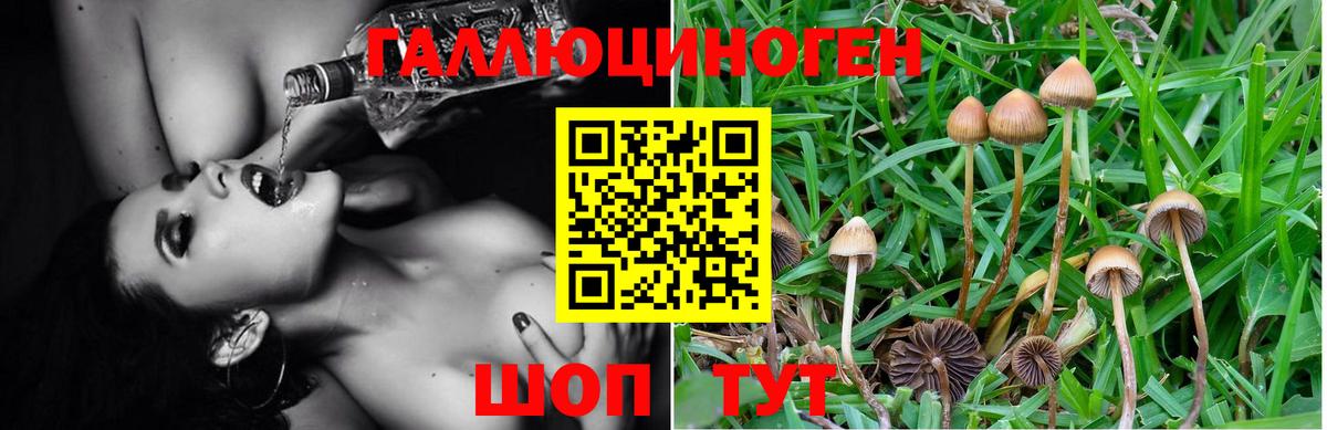 Псилоцибиновые грибы Psilocybine cubensis Бор